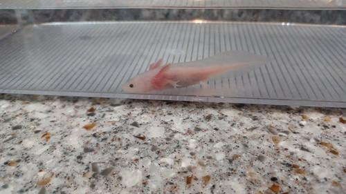 Poppy, white axolotl photo 3