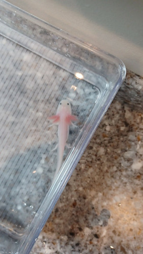 Poppy, white axolotl photo 4