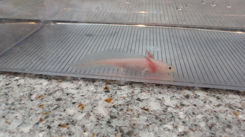 Poppy, white axolotl photo 5