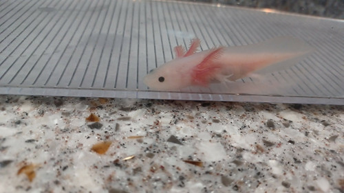 Poppy, white axolotl photo 6