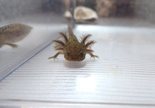 wild type axolotl for sale Australia, Banjo