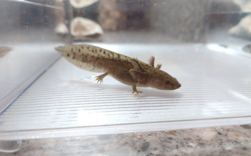 Banjo, wild type axolotl photo 2