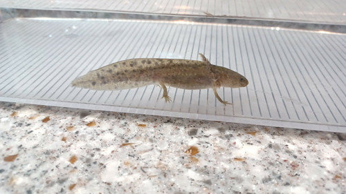 Banjo, wild type axolotl photo 3