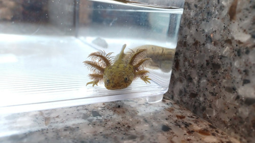 wild type axolotl for sale Australia, Bruce
