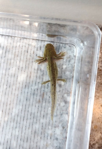 wild type axolotl for sale Australia, Bruce