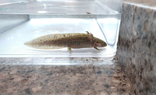 Bruce, wild type axolotl photo 3