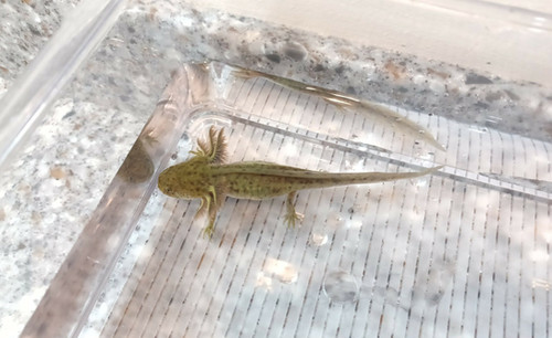 Bruce, wild type axolotl photo 4