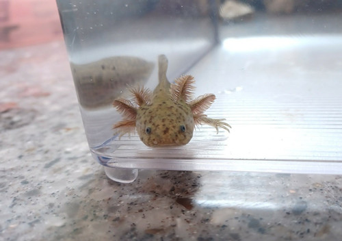 wild type axolotl for sale Australia, Digger