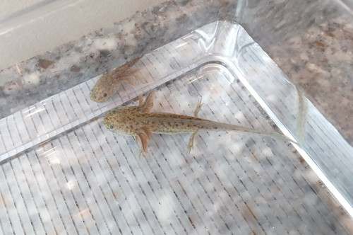 Digger, wild type axolotl photo 2
