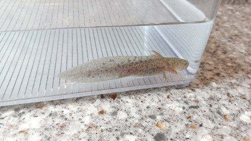 wild type axolotl for sale Australia, Digger