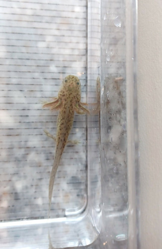 Digger, wild type axolotl photo 4