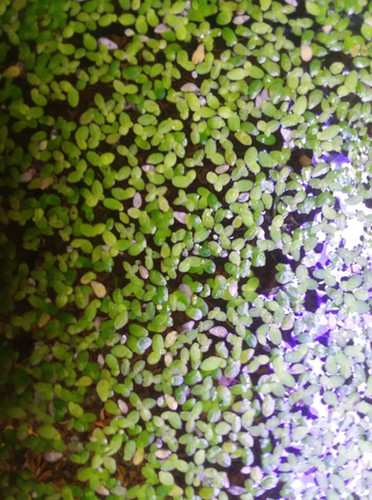 Duckweed, Quarter Cup Portion, aquarium plants Australia