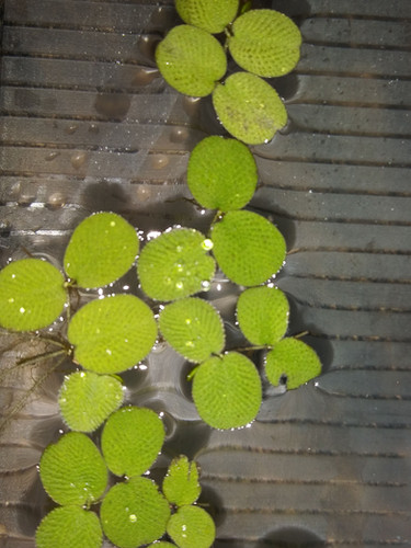 Water Spangles, Salvinia Minima, Quarter Cup Portion, aquarium plants Australia