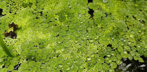 Water Spangles and Duckweed Mix, Quarter Cup Portion, aquarium plants Australia
