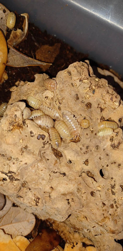 Pennypack Isopods, Armadillidium vulgare, 10 count, isopods Australia