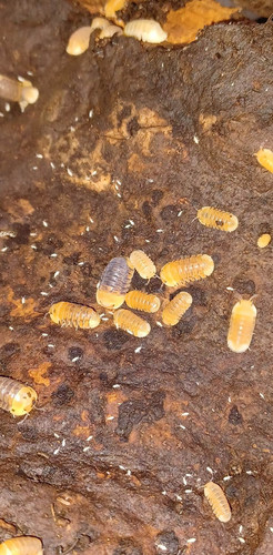 Rubber Ducky Isopods, Cubaris species, Mixed, 10 count, isopods Australia