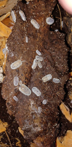 Samurai Soldier Isopods, Nesodillo arcangelii, 10 count, isopods Australia
