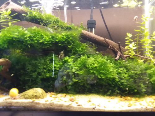 Pellia Moss, Golf Ball Size Culture, aquarium plants Australia