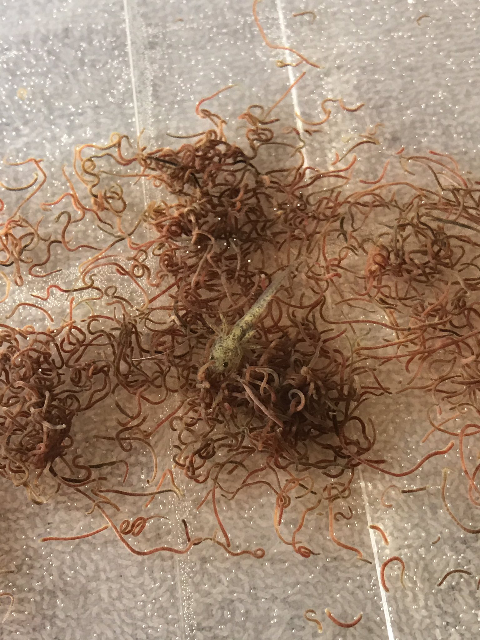 Live Blackworm, axolotl food Australia