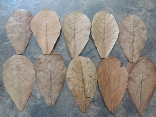 Indian Almond Leaves, Lot of 10, 8 to 18 cm, aquarium plants Australia
